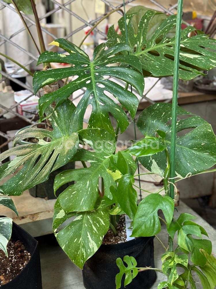 무늬 몬스테라_MV1--0