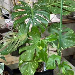 무늬 몬스테라_MV1