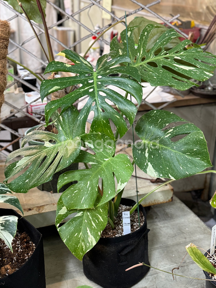 무늬 몬스테라_MV1--1