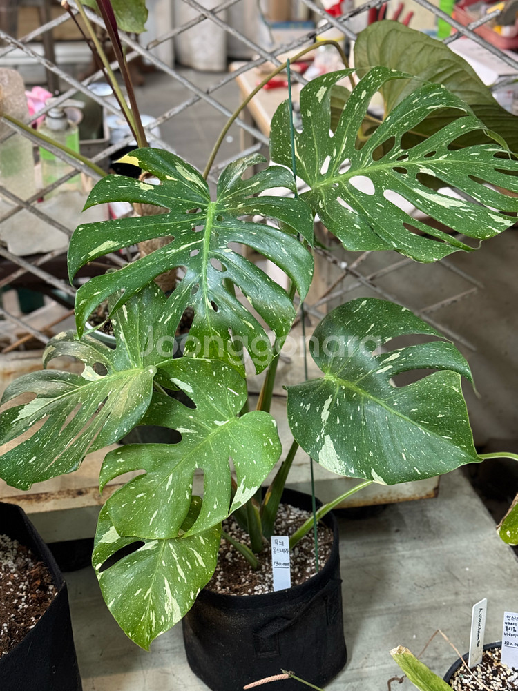 무늬 몬스테라_MV1--2