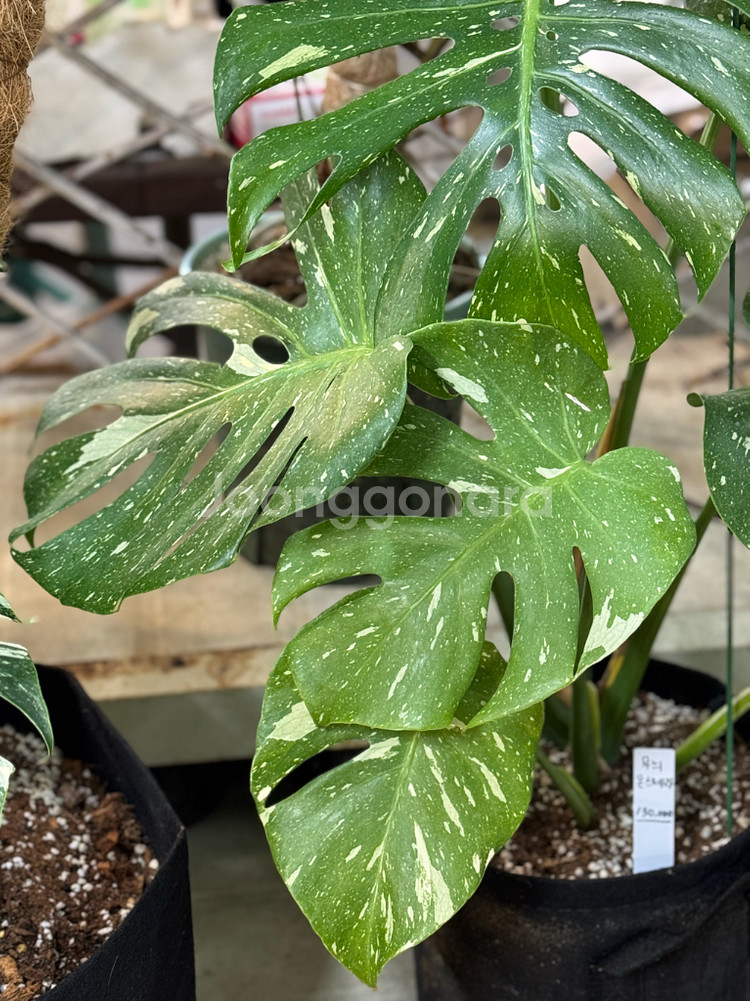 무늬 몬스테라_MV1--3