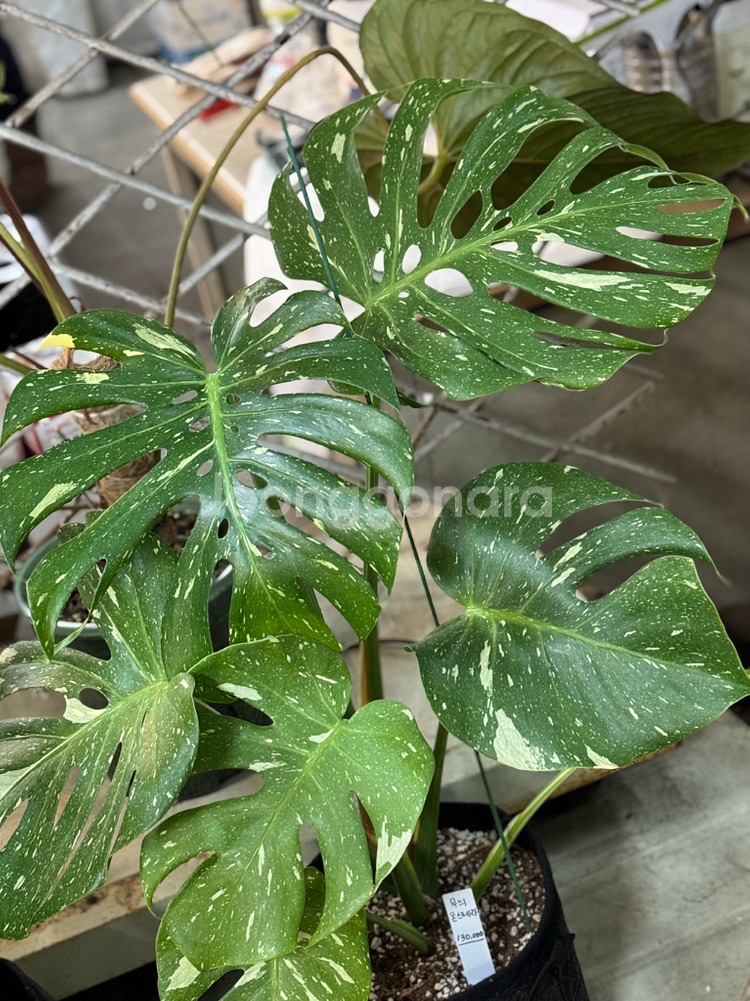 무늬 몬스테라_MV1--4