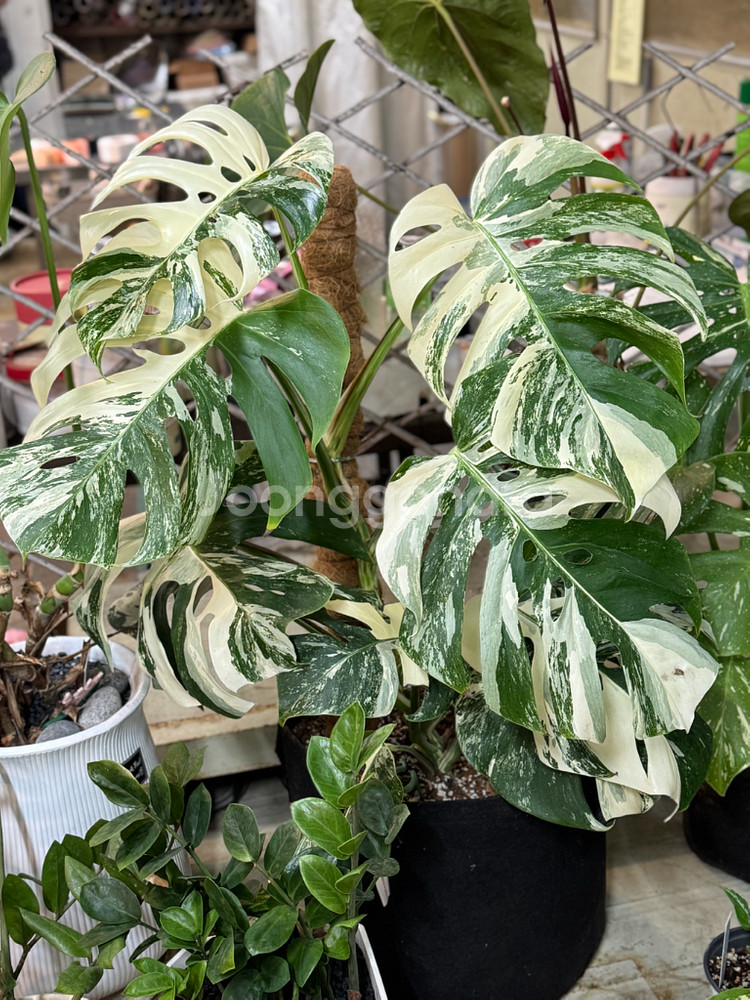 알보 몬스테라_AM12--0