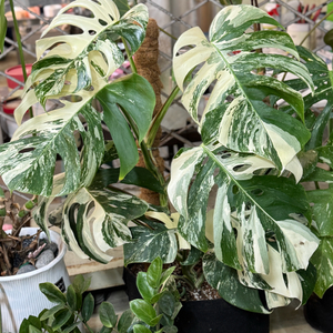 알보 몬스테라_AM12