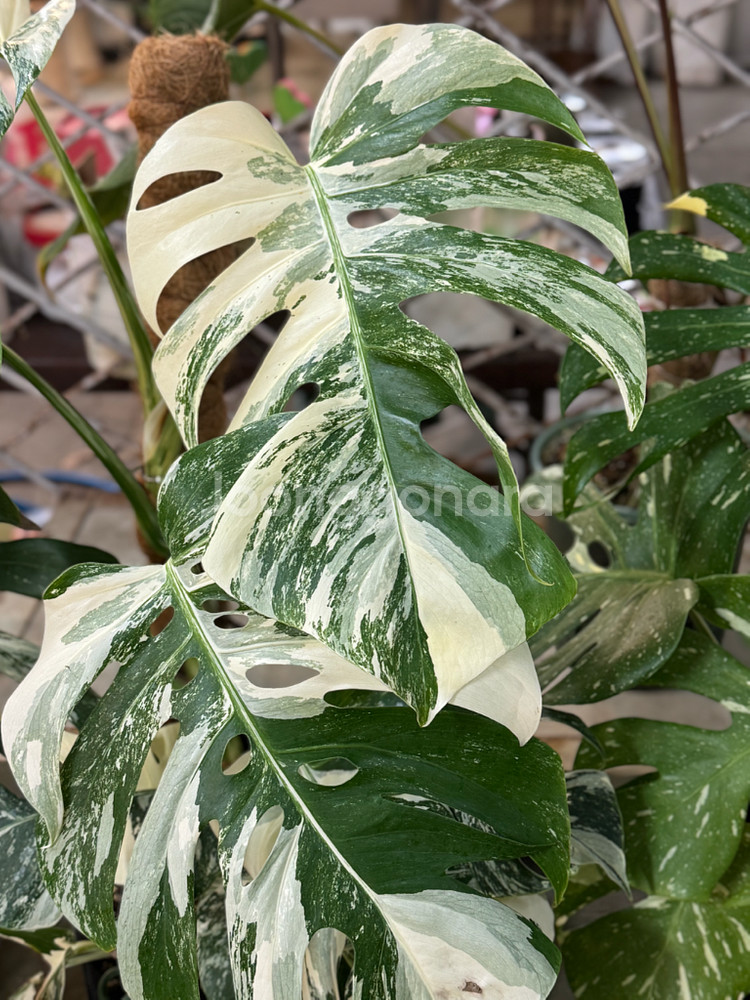 알보 몬스테라_AM12--1