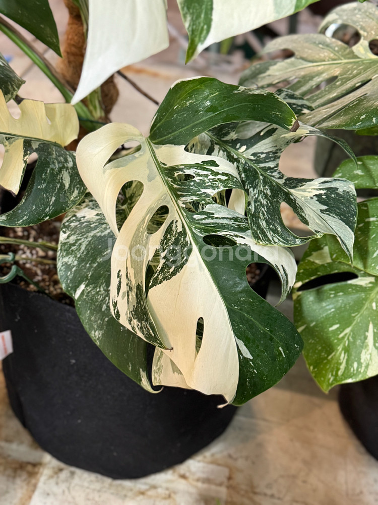 알보 몬스테라_AM12--2