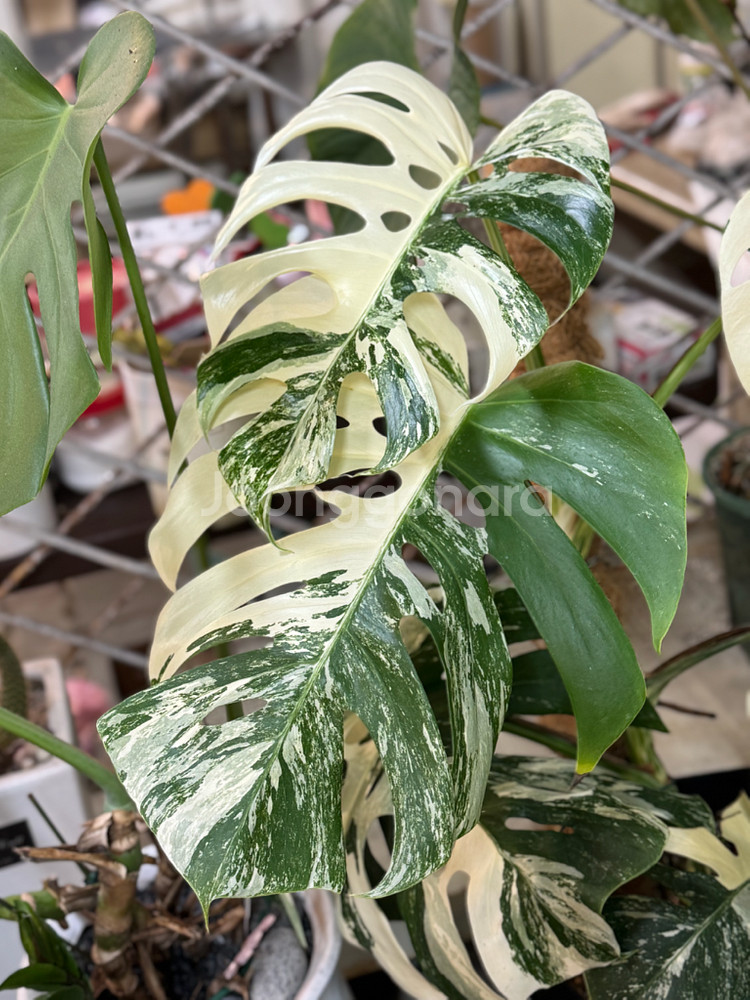 알보 몬스테라_AM12--3