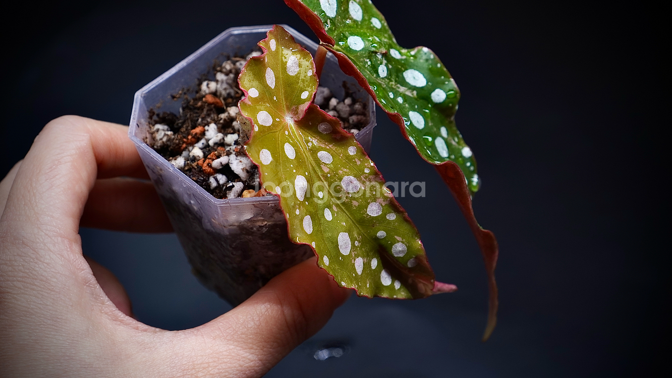 마큘라타 바리에가타--0