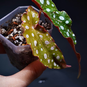 마큘라타 바리에가타