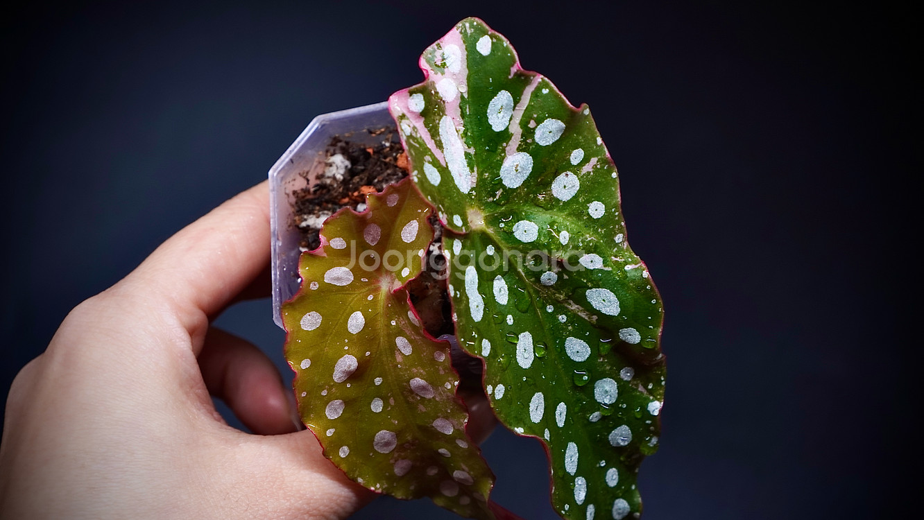 마큘라타 바리에가타--1