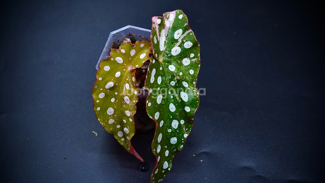 마큘라타 바리에가타--2