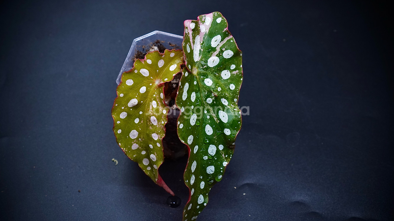 마큘라타 바리에가타--3