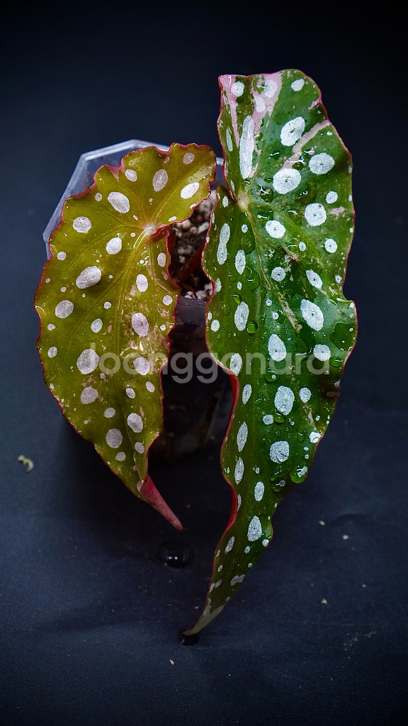 마큘라타 바리에가타--4