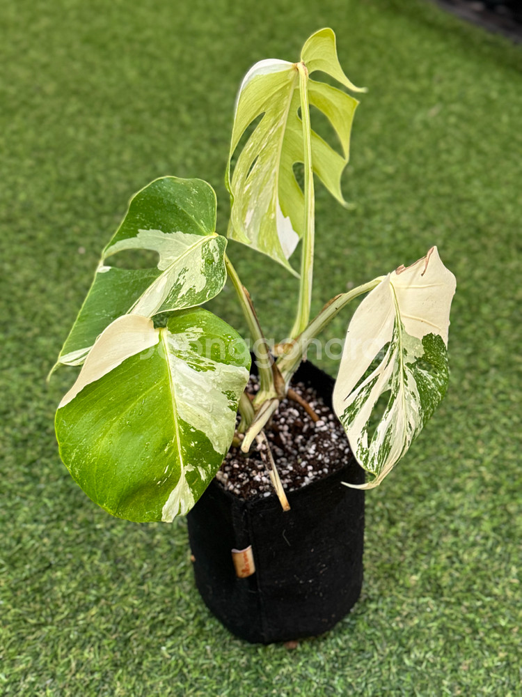 알보 몬스테라_AM13--0