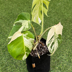 알보 몬스테라_AM13