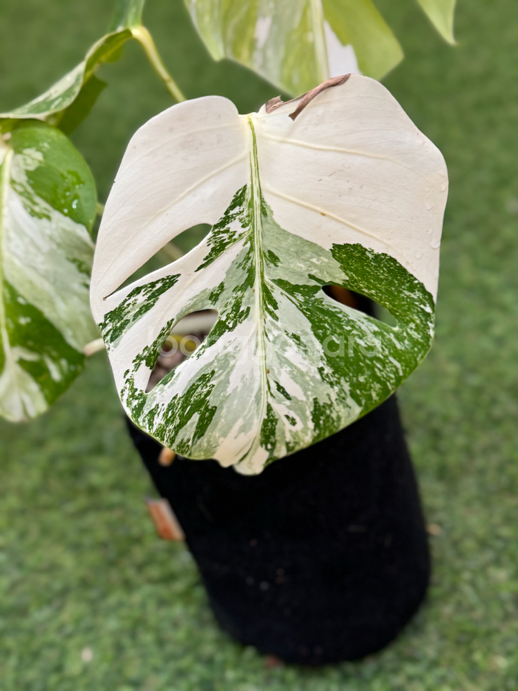 알보 몬스테라_AM13--1