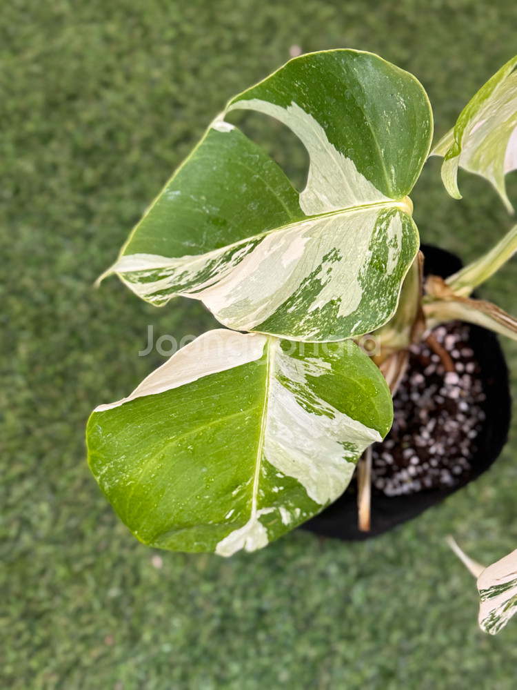 알보 몬스테라_AM13--2