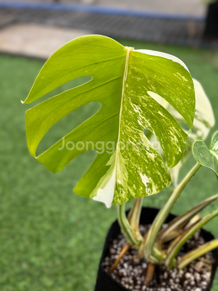 알보 몬스테라_AM13--3