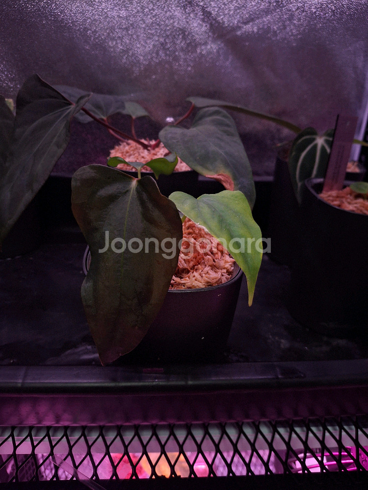 안스리움 sp. nov. df--0