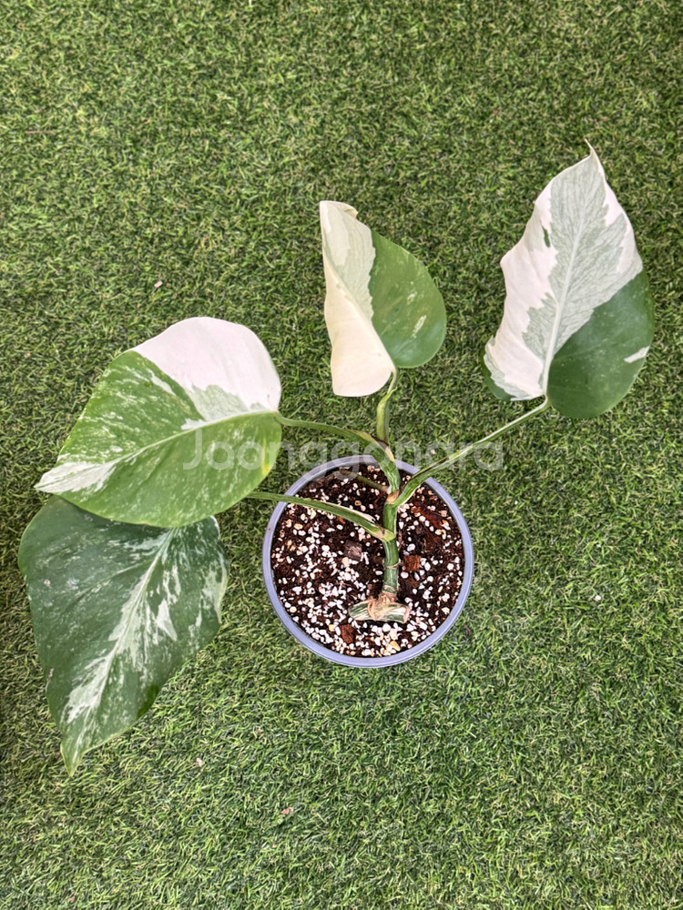 알보 몬스테라_AM11--0