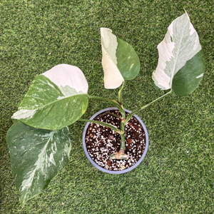 알보 몬스테라_AM11