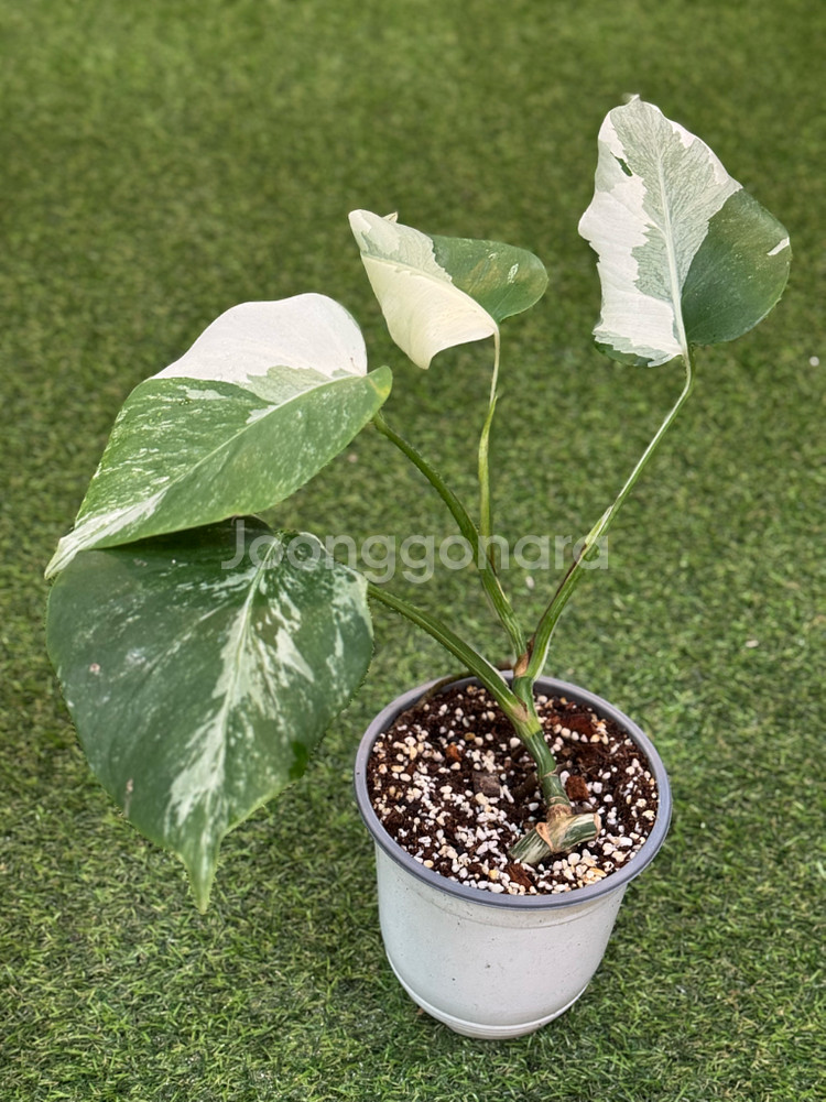 알보 몬스테라_AM11--1