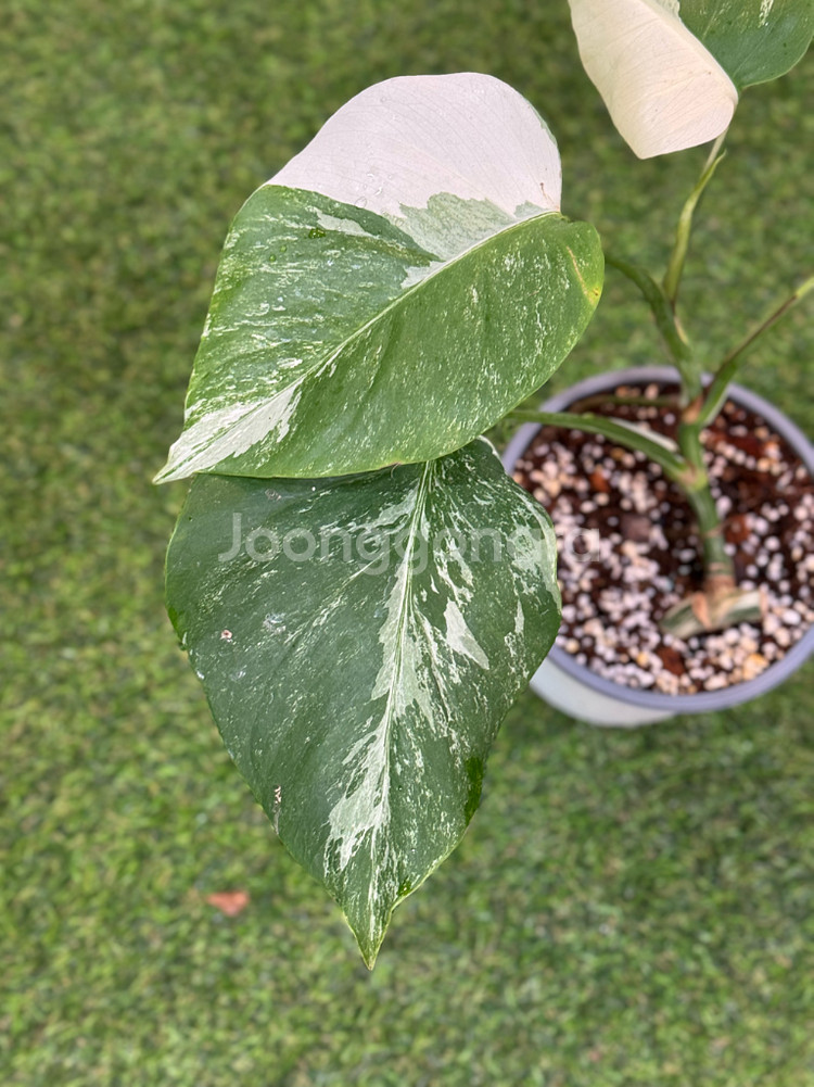 알보 몬스테라_AM11--2