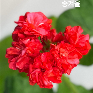 유럽제라늄 4종