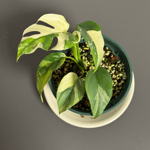 무늬 히메 몬스테라 알보 파라곤_HMV32(택포)