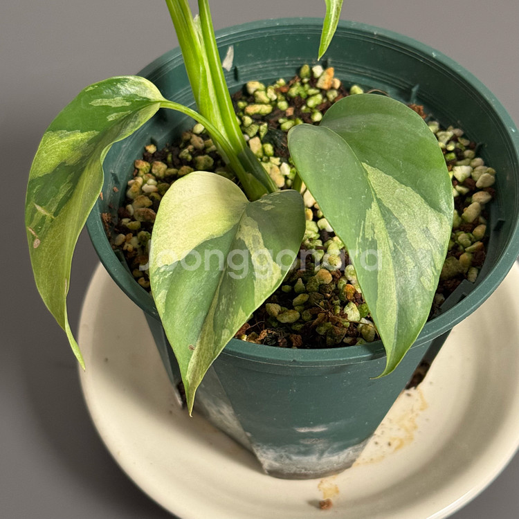 무늬 히메 몬스테라 알보 파라곤_HMV32(택포)--1