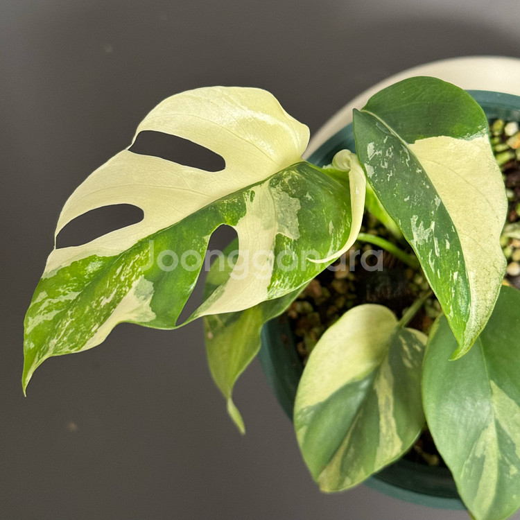 무늬 히메 몬스테라 알보 파라곤_HMV32(택포)--2