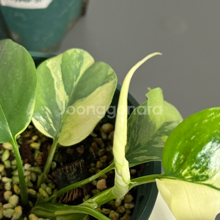 무늬 히메 몬스테라 알보 파라곤_HMV32(택포)--3