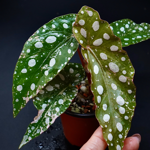 마큘라타 바리에가타