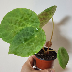 베고니아 푸토엔시스