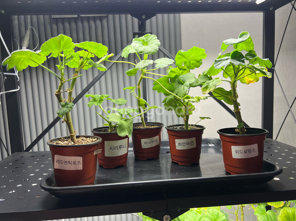 유럽제라늄5종--0