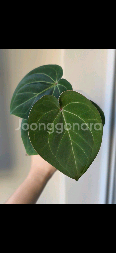 안스리움 호프마니 레드사이너스--1