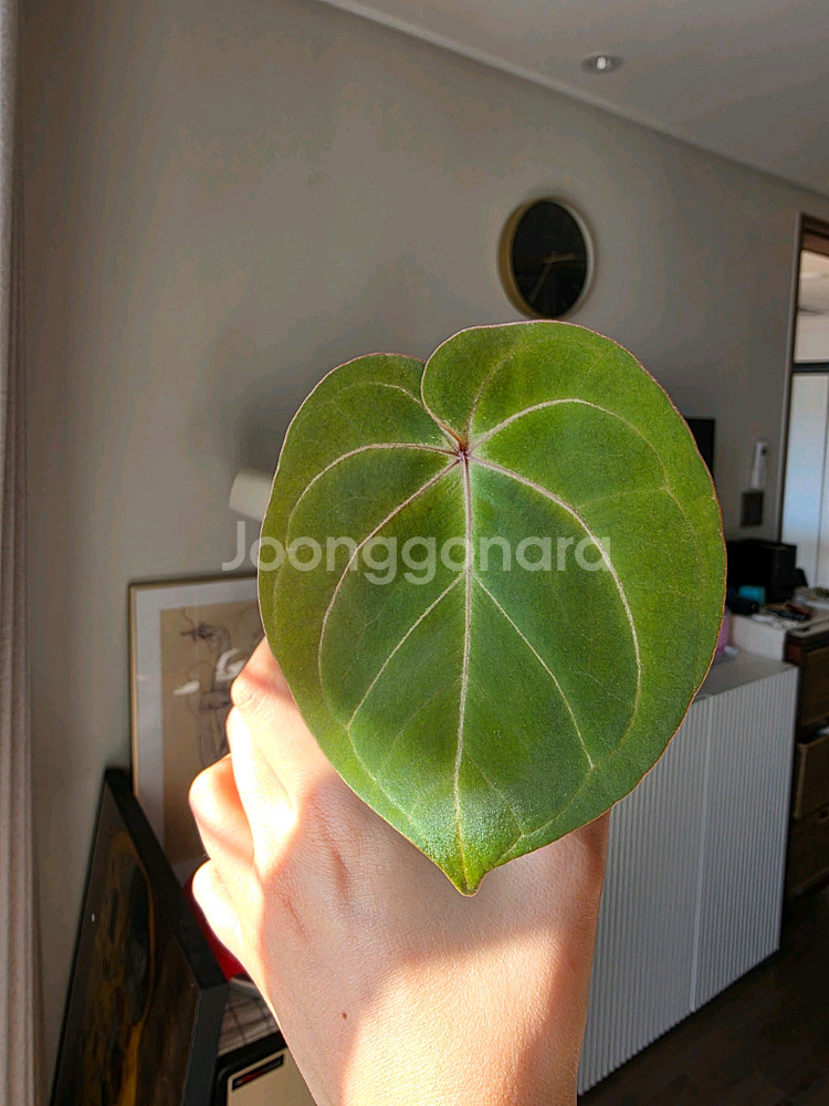 안스리움 호프마니 레드사이너스--2