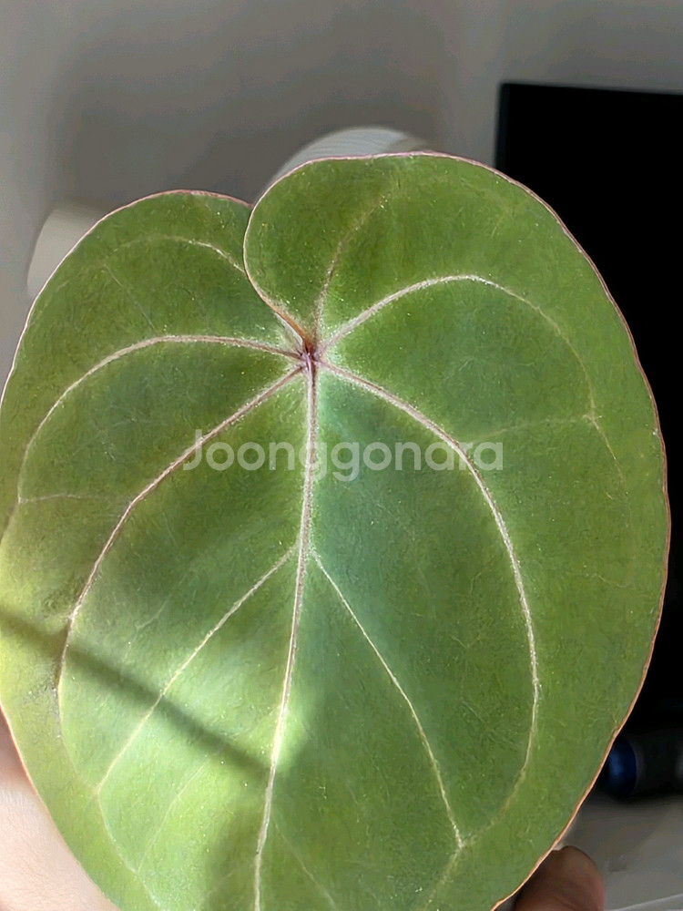 안스리움 호프마니 레드사이너스--3