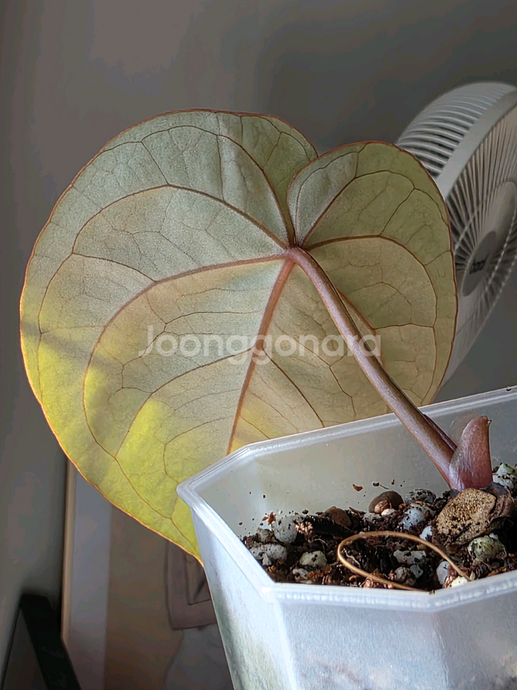 안스리움 호프마니 레드사이너스--4