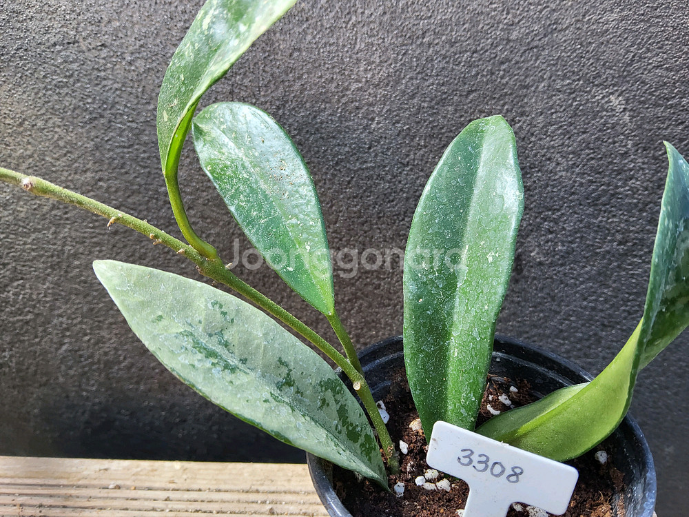 호야 실버문3308--0