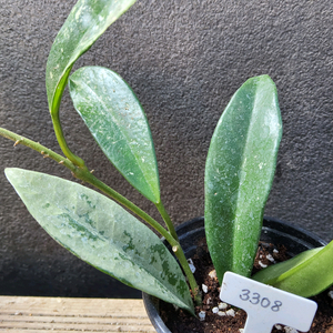 호야 실버문3308