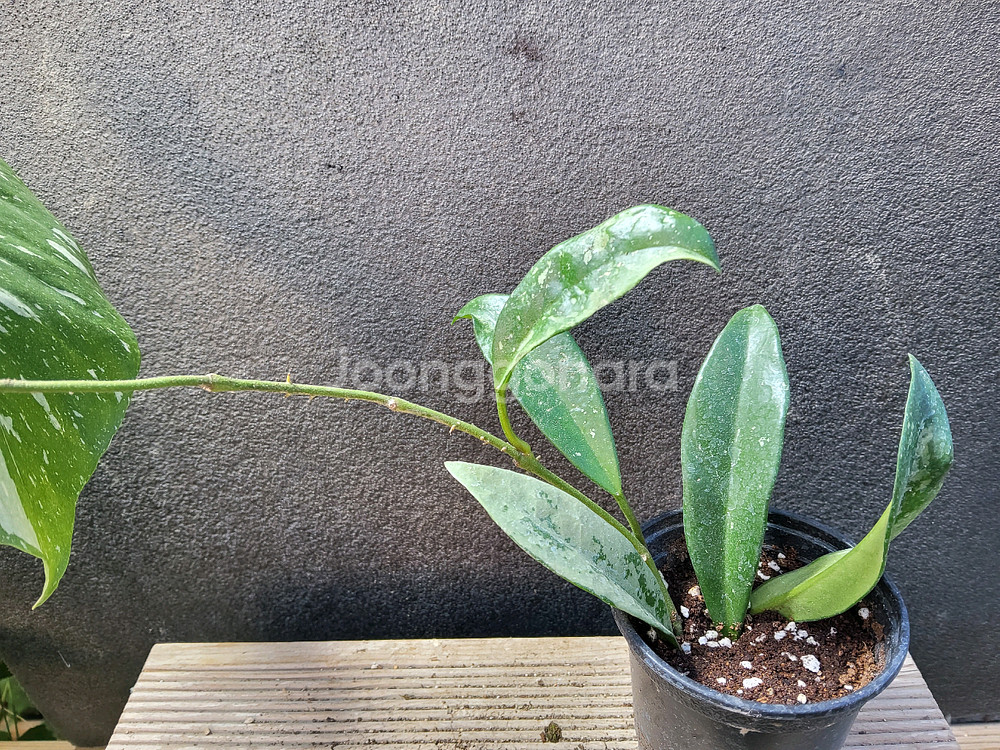 호야 실버문3308--1