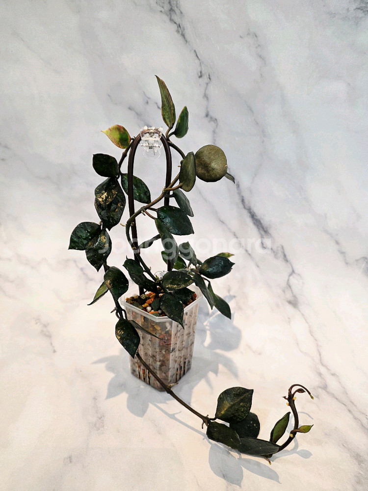 호야 크로니아나 블랙--0