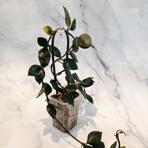 호야 크로니아나 블랙