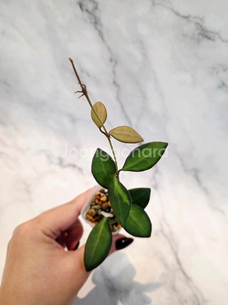 호야 부토니에 바리에가타--0