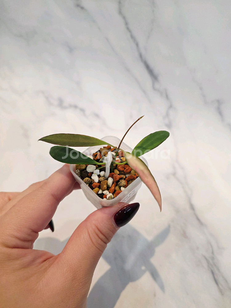 호야 트상기 알보 1번--0