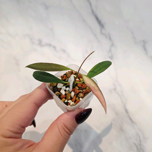 호야 트상기 알보 1번