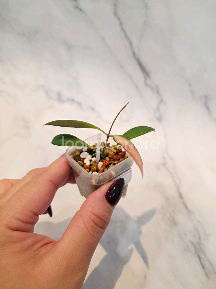 호야 트상기 알보 1번--1