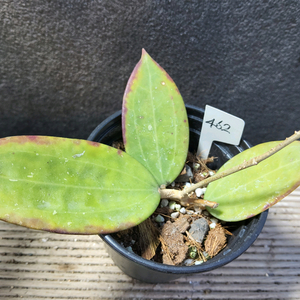 호야 한히애핑크462