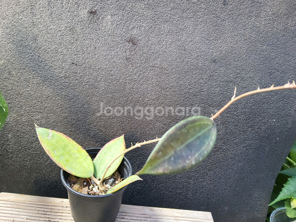 호야 한히애핑크462--1